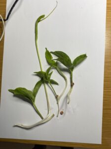 カラスビシャクのムカゴ