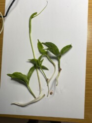 カラスビシャクのムカゴ