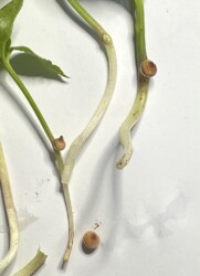 カラスビシャクのムカゴ