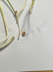 カラスビシャクのムカゴ