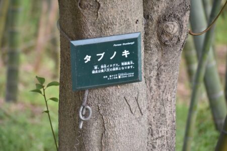 クスノキの仲間のタブノキ