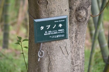 クスノキの仲間のタブノキ