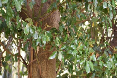 クスノキの仲間のタブノキ