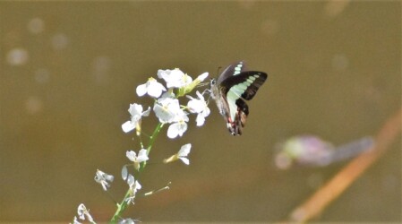 ダイコンの花の吸蜜中