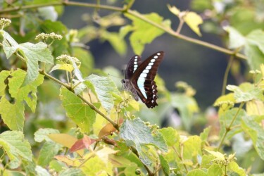 ノブドウの花の吸蜜中