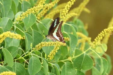 ナンキンハゼの花の吸蜜中
