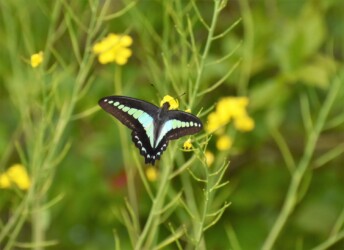ナノハナの花の吸蜜中