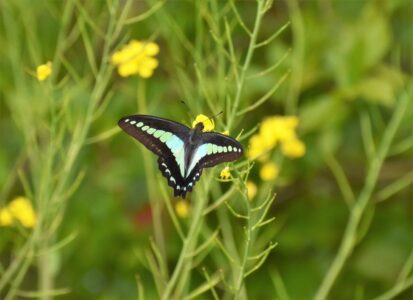 ナノハナの花の吸蜜中