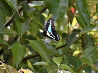 食樹のクスノキの周りを飛ぶアオスジアゲハ
