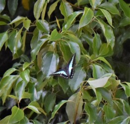 食樹のクスノキの周りを飛ぶアオスジアゲハ