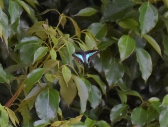 食樹のクスノキの周りを飛ぶアオスジアゲハ