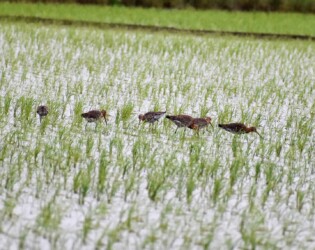 6羽の小群 オグロシギ