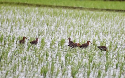 6羽の小群 オグロシギ