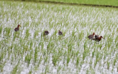 6羽の小群 オグロシギ