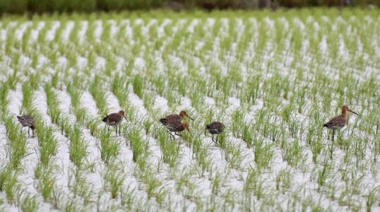 採餌する