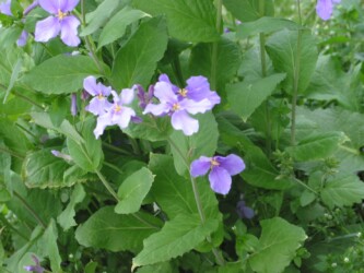 ショカツサイの花と葉