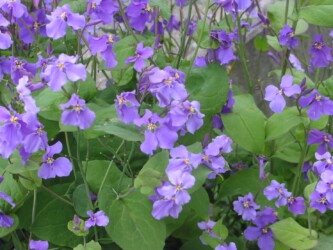 ショカツサイの花と葉