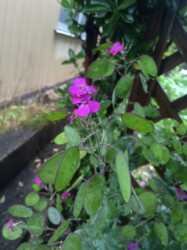 ゴウダソウの葉と実