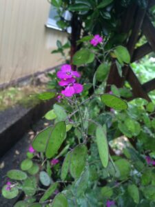 ゴウダソウの葉と実