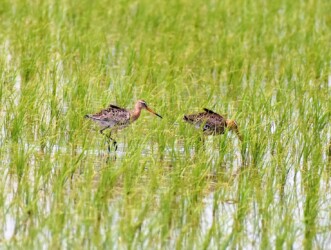 採餌中 羽を逆立てる