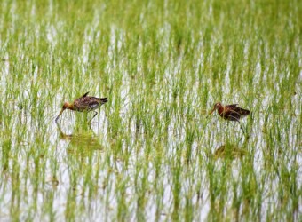 採餌中 羽を逆立てる