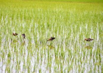 採餌中 羽を逆立てる