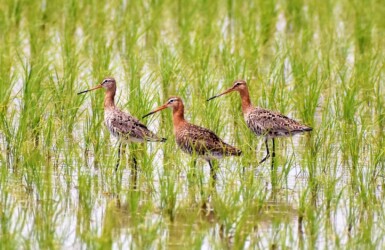 立ち止まる 羽を立てない