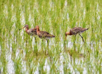 立ち止まりと採餌中 羽を立てない