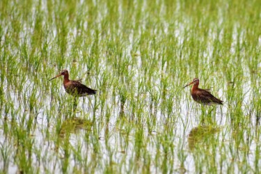 移動と立ち止まり 羽を立てる