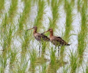 移動と立ち止まり 羽を立てる