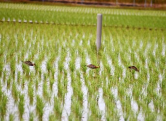 採餌中 立てるもの立てないものがある