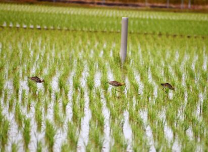 採餌中 立てるもの立てないものがある