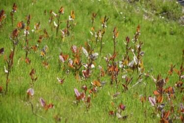 イタドリの若い芽