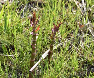 イタドリの若い芽