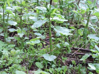 イタドリの若い芽