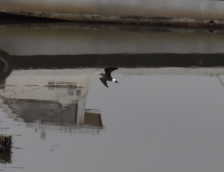 クサシギの飛翔