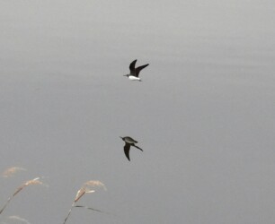 クサシギの飛翔