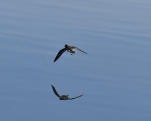 クサシギの飛翔