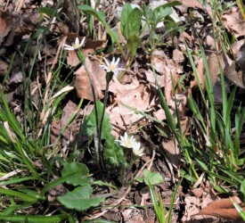 春のセンボンヤリ