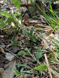 春のセンボンヤリ