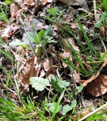 春のセンボンヤリ