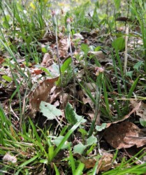 春のセンボンヤリ