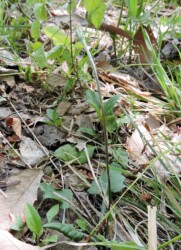 春のセンボンヤリ