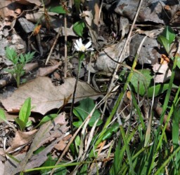 春のセンボンヤリ