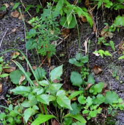 秋のセンボンヤリ