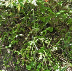 秋のセンボンヤリ