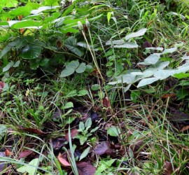 秋のセンボンヤリ