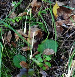 秋のセンボンヤリ