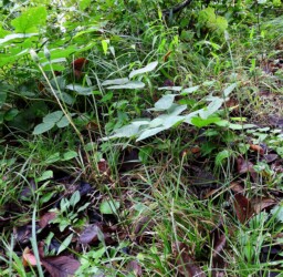 秋のセンボンヤリ