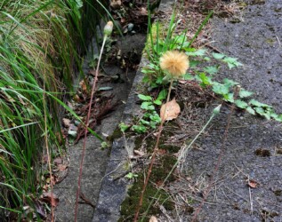 センボンヤリの綿帽子